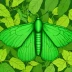 Large emerald moth