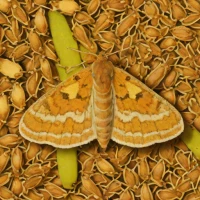 Large fruit-tree tortrix moth