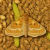Large fruit-tree tortrix moth