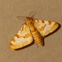 Light brown apple moth