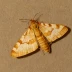 Light brown apple moth