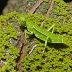 Lichen Grasshopper (Trimerotropis saxatilis)
