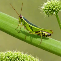 Lesser Field Grasshopper (Chorthippus mollis)
