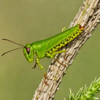 Lesser Marsh Grasshopper (Chorthippus albomarginatus)