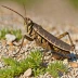 Large Mountain Grasshopper (Stauroderus scalaris)
