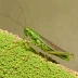 Long-headed Grasshopper (Acrida cinerea)