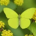 Lemon Migrant