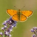 Large Skipper