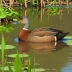 Lesser Whistling Duck