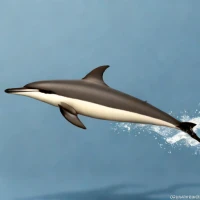 Long-beaked Common Dolphin