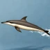 Long-beaked Common Dolphin