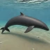 Long-finned Pilot Whale