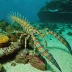 Long-legged spiny lobster (Panulirus longipes)