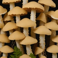 Lobster Mushroom