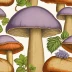 Lilac-tinged Bolete