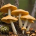 Laetiporus Gilbertsonii