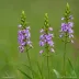 Large Purple Fringed Orchid