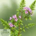 Lespedeza thunbergii (Thunberg's Bush Clover)
