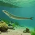 Longneck eel