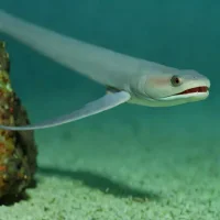 Longbill eel
