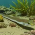 Largescale garden eel