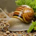 Lapidary Snail (Helicigona lapicida)