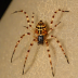 Lampshade Spider (Hypochilus pococki)