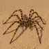 Large Desert Wolf Spider (Hogna radiata)