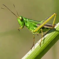 Large-headed grasshopper (Melanoplus bivittatus)