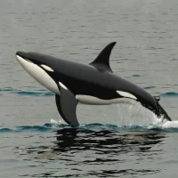 Luna / L98 (solitary orca, Canada)
