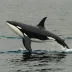 Luna / L98 (solitary orca, Canada)