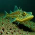Loosejaw Dragonfish