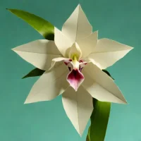 Lang's Dendrobium Orchid