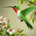 Lang's Hummingbird