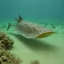 Long-nosed Skate