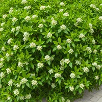 Ligustrum vulgare
