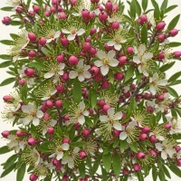 Leptospermum scoparium