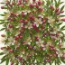 Leptospermum scoparium