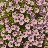 Lavatera maritima