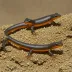 Lake Urmia Newt
