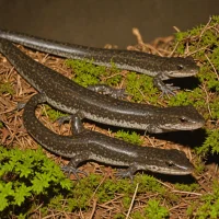 Louisiana Slimy Salamander