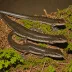 Louisiana Slimy Salamander