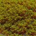 Lithothamnion calcareum