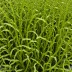 Laminaria setchellii