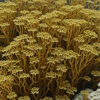 Lobophora papenfussii