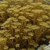 Lobophora papenfussii