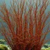 Lomentaria clavellosa
