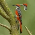 Luzon Flameback
