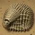 Leonaspis tuberculata