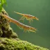 Long-armed River Shrimp